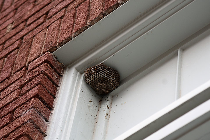 We provide a wasp nest removal service for domestic and commercial properties in Upminster.